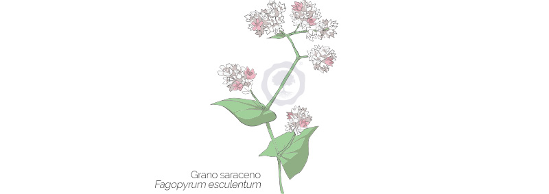 Grano-saraceno-Fagopyrum-esculentum