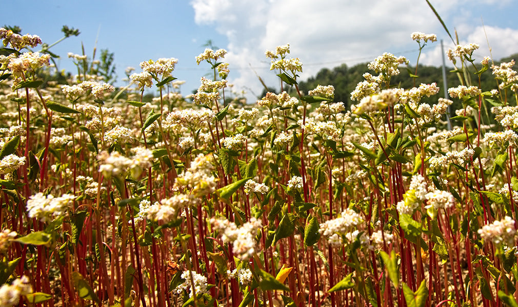 I sorprendenti valori nutrizionali del grano saraceno