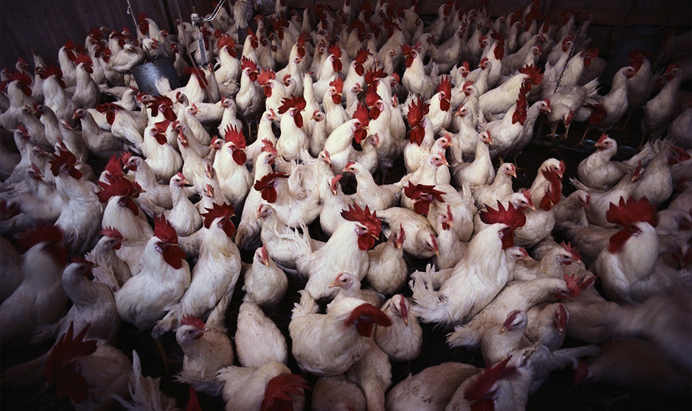 Industria del cibo spazzatura