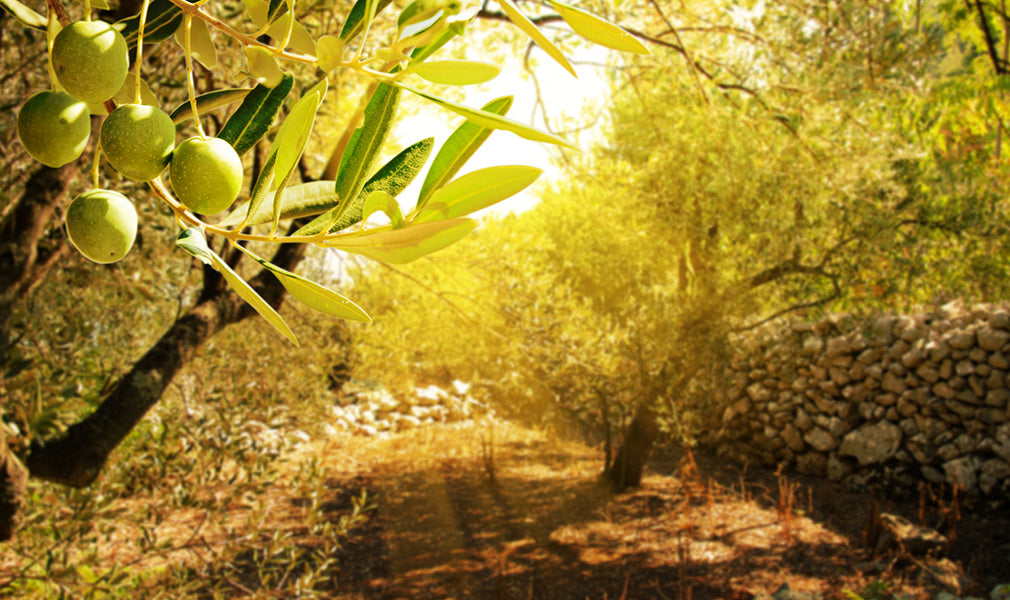Quando l'olio è extra vergine solo sull'etichetta