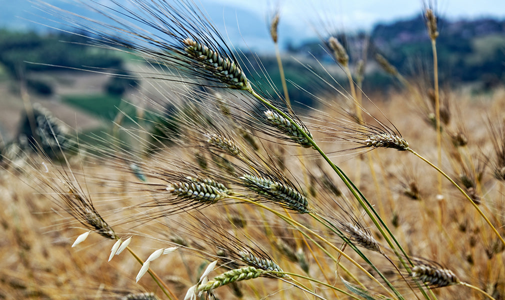 grano senatore cappelli amoreterra