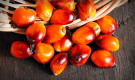 L'olio di palma fa male alla salute?